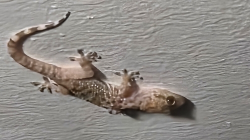 Mediterranean House Gecko