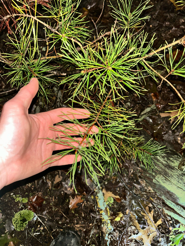 Virginia pine
