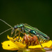 Thick-legged Flower Beetle - Photo (c) Michael H, all rights reserved, uploaded by Michael H