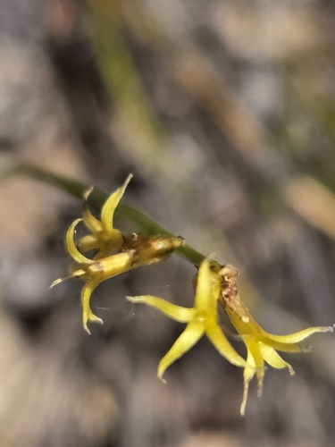 Winged Stackhousia