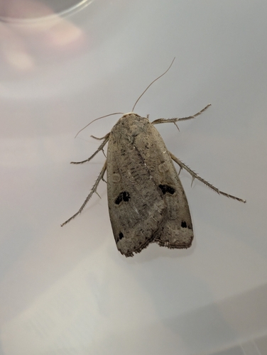 Large Yellow Underwing