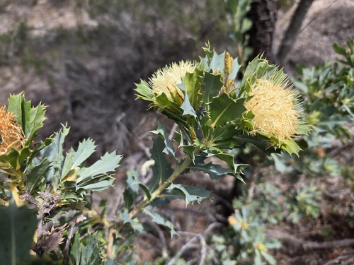 Parrot Bush