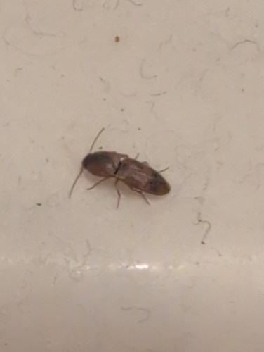 Sweet Click Beetle