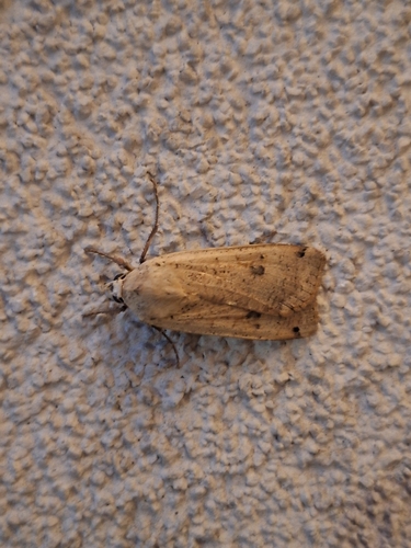Large Yellow Underwing
