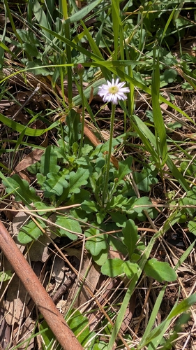 Blue Bottle-daisy