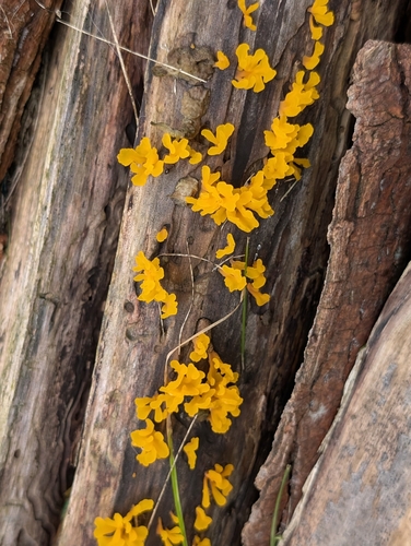 Fan-shaped Jelly Fungus