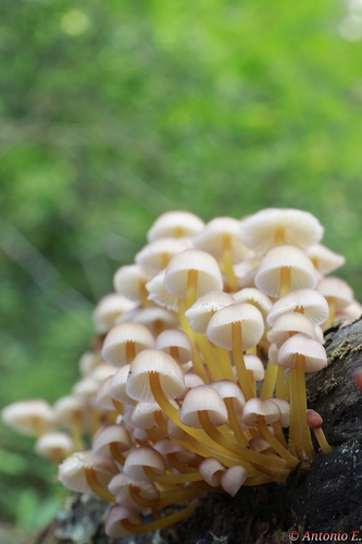beautiful bonnet