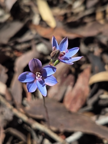 Thelymitra latiloba
