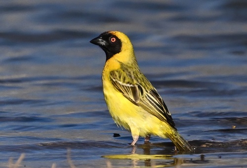 Southern Masked Weaver