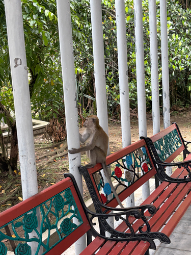 Long-tailed Macaque