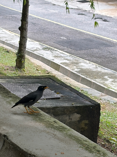 Javan Myna