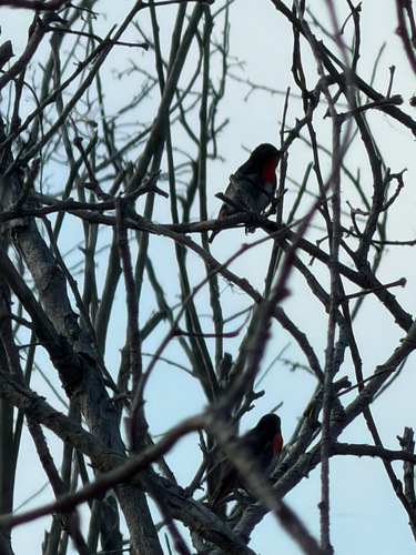 Mistletoebird