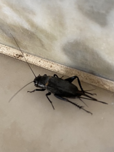 Southern Field Cricket