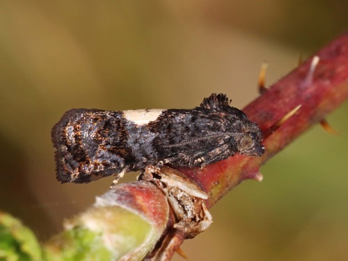 Epiblema walsinghami