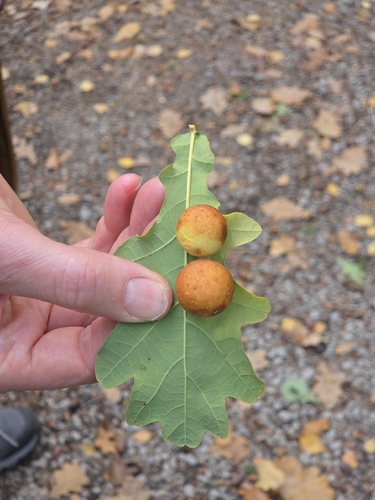 Cherry Gall Wasp