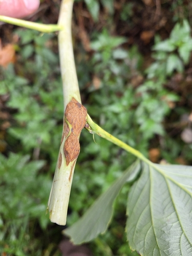 Raspberry gall midge