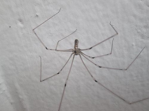 Long-bodied Cellar Spider