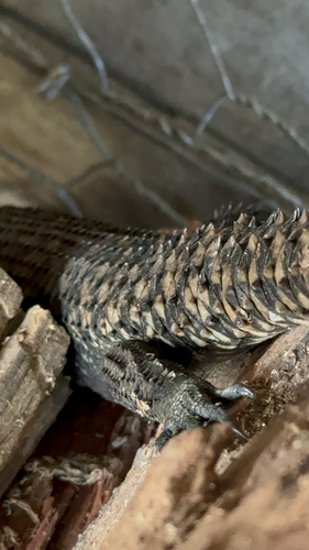 Cunningham's Skink