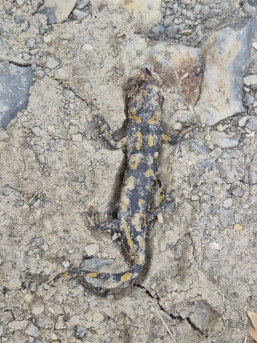 Barred Fire Salamander