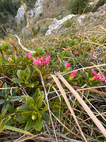 Hairy Alpenrose