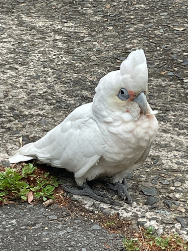 Little Corella