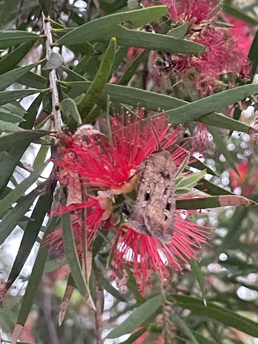 Bogong Moth
