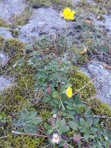 mouse-eared hawkweed