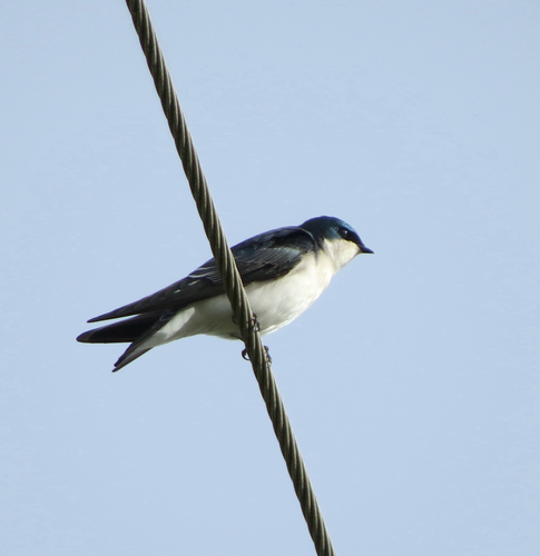 Tree Swallow