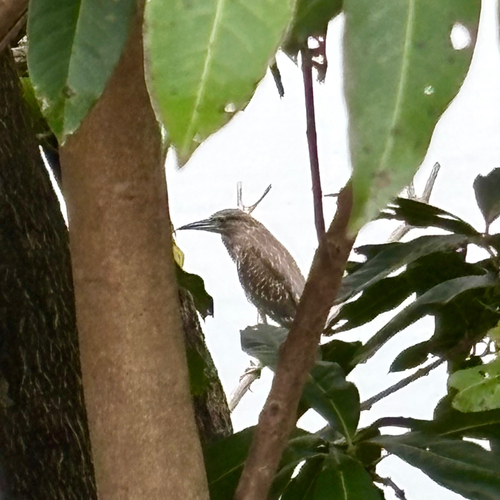 Black-crowned Night Heron