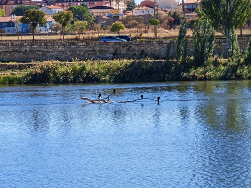 Great Cormorant