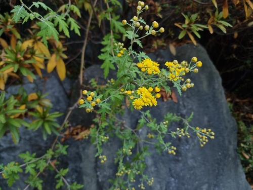 Chrysanthemum lavandulifolium