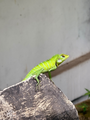 Common Green Forest Lizard