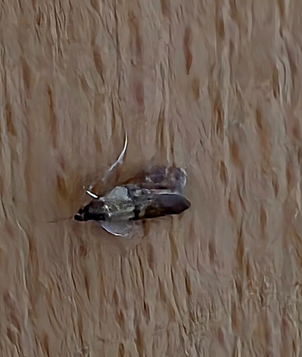 Indian-Meal Moth