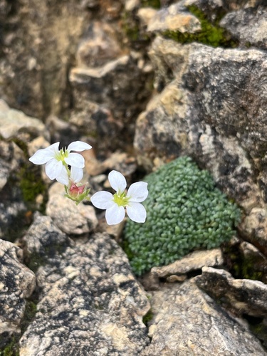 Blue Saxifrage