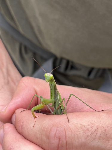 European Mantis