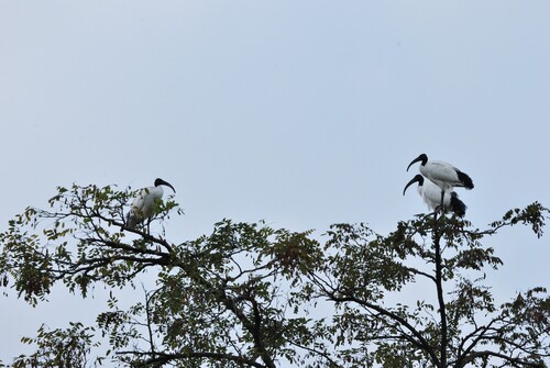 African Sacred Ibis