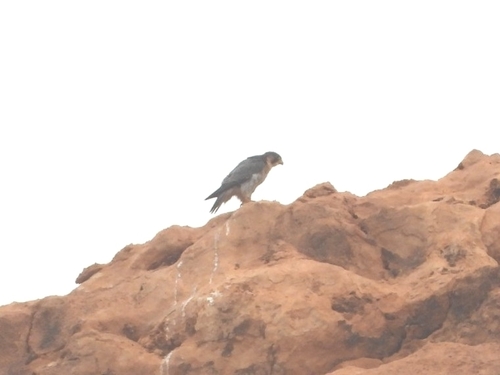 Peregrine Falcon
