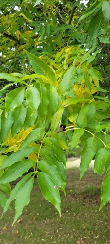 European ash