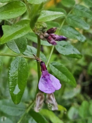 Bush Vetch