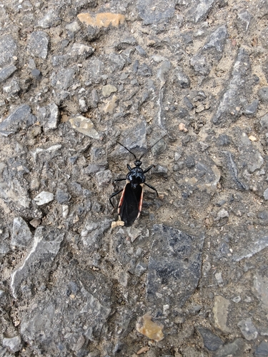 Ectrychotes andreae