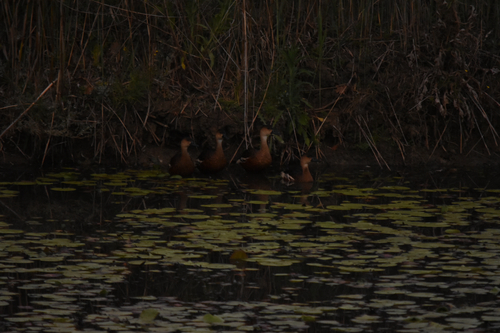 Wandering Whistling-Duck