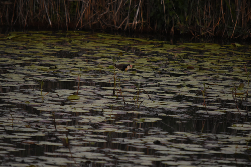 Comb-crested Jacana