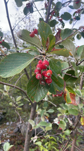 Whitebeam