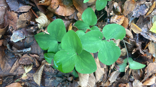 Liverleaf