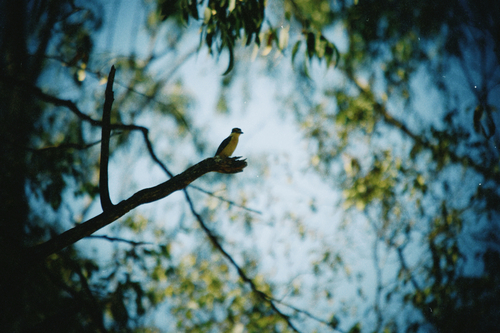 Sacred Kingfisher