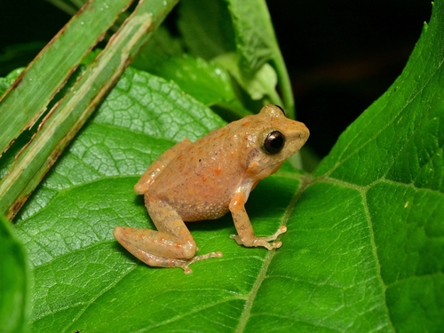 Common Shrub Frog
