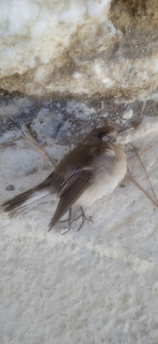 European Pied Flycatcher