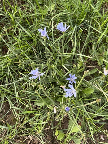 chicory
