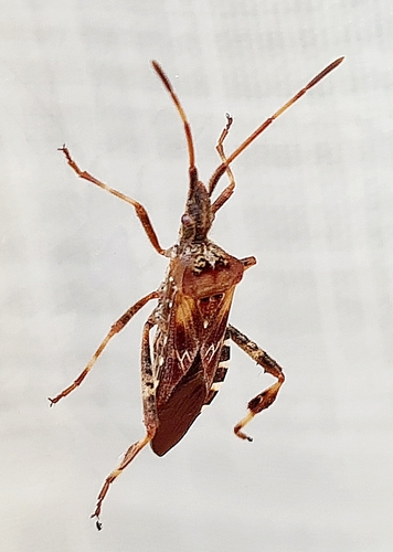 Western Conifer Seed Bug