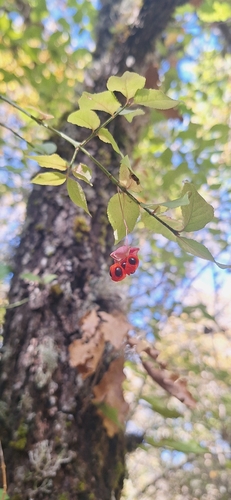 Spindle